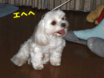 b0060071_3364192.gif