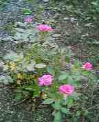 c0052035_22592452.jpg