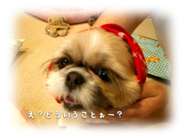 c0043751_165691.jpg