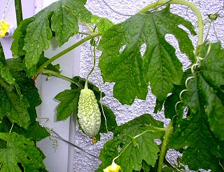 b0003270_22262296.jpg