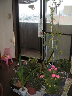 d0004574_1926149.jpg