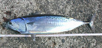 c0043397_1518158.jpg