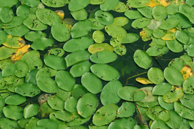 e0054299_164911.jpg