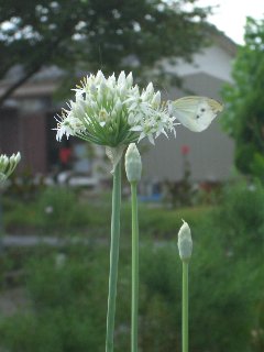 b0061107_185223100.jpg