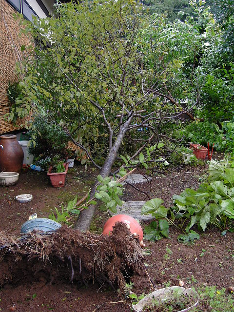 e0015108_8253832.jpg