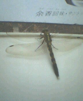 d0065219_8171565.jpg