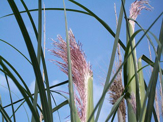 c0045882_12275187.jpg