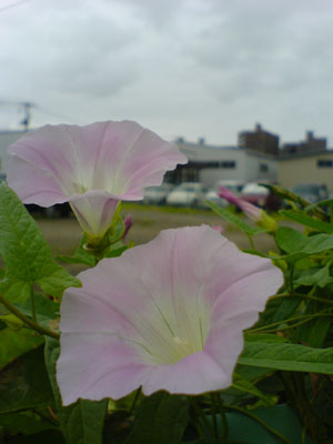 c0050264_0234185.jpg