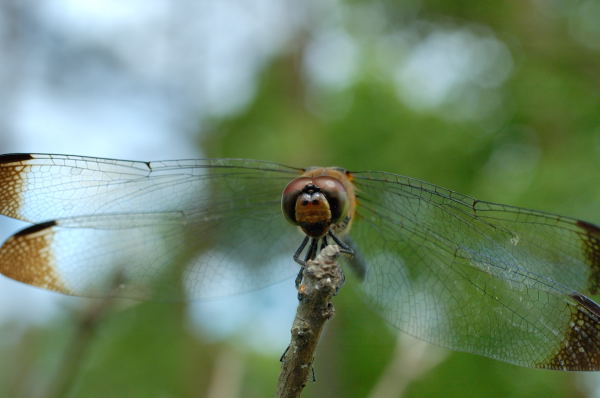 b0036743_18264560.jpg