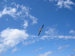 c0057381_824243.jpg