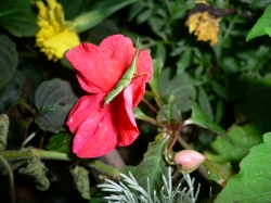 d0062009_7462715.jpg