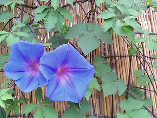 e0026017_23224193.jpg