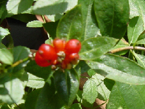 e0057640_17161211.jpg