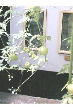 c0011446_1713573.jpg