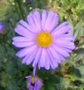c0042941_2345362.jpg
