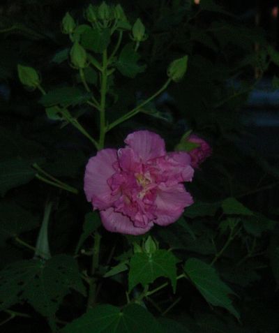 c0072843_5355540.jpg
