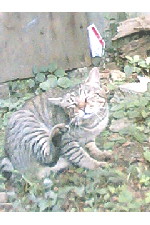 c0011446_1528588.jpg