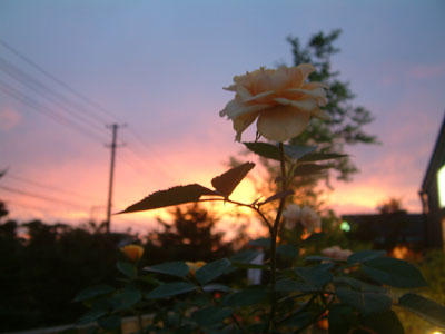 c0050264_1333548.jpg