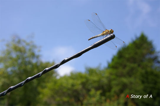 c0021694_1113201.jpg