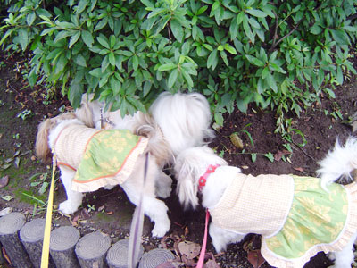 c0011204_2391750.jpg