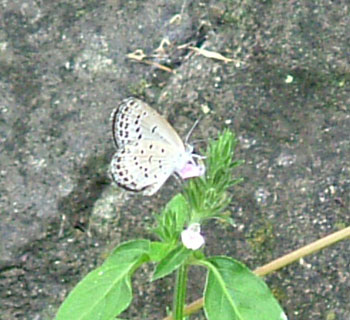 b0058229_1539358.jpg