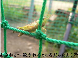 d0013645_11534167.jpg