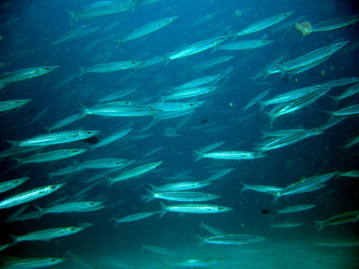 a0002177_21147.jpg