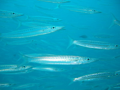 a0002177_213196.jpg