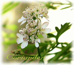 d0034988_1801114.gif