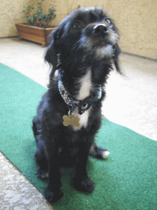 b0035453_1061517.gif