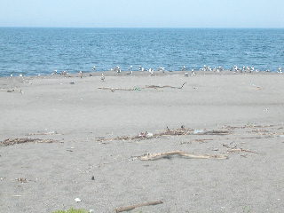 e0004756_21313498.jpg