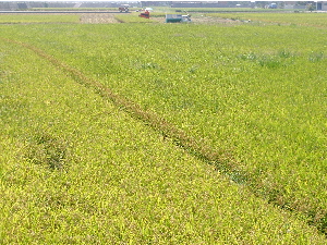c0036203_1921287.jpg