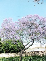 c0062603_8563568.jpg