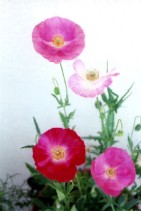 c0062603_9265.jpg