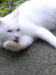 e0060807_0731.jpg