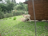 b0060111_57865.jpg