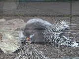 b0060111_582317.jpg
