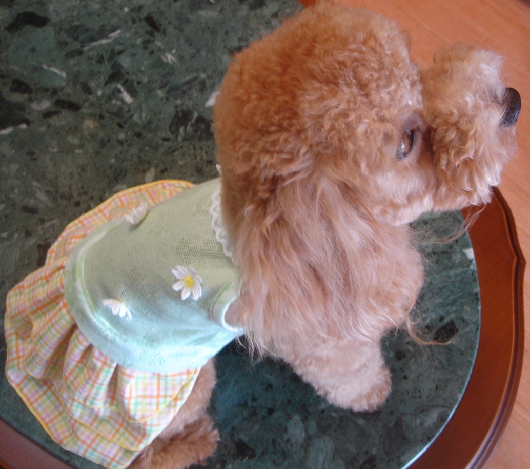c0041207_1214830.jpg