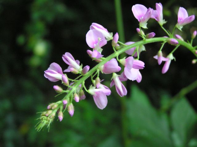 c0042869_21314841.jpg
