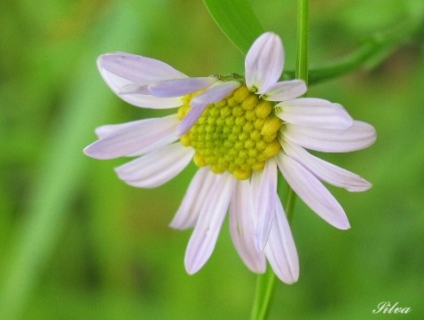 c0039974_2385383.jpg