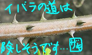 d0034082_1892137.jpg