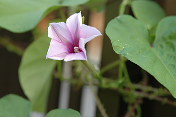 c0026690_2261781.jpg