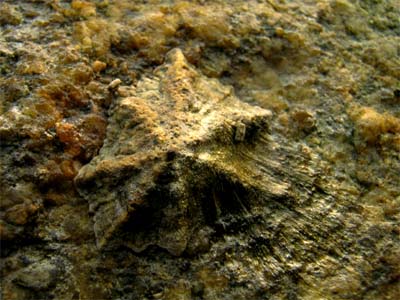 d0029829_3114721.jpg