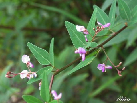 c0039974_20203927.jpg