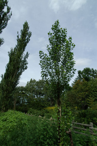 d0034980_23584083.jpg