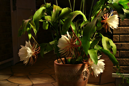 d0026414_1229872.jpg