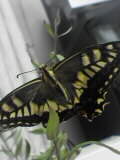 c0056903_12593655.jpg