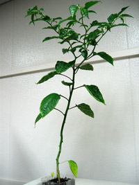 c0032530_17434558.jpg