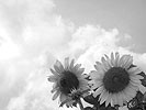 c0054902_728556.jpg