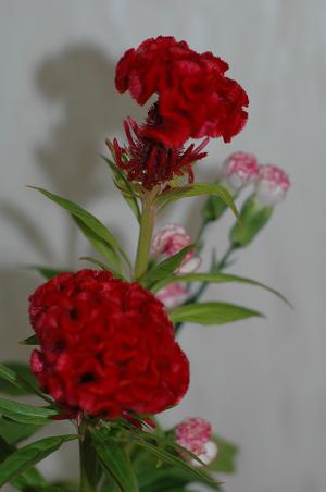 d0053710_012348.jpg